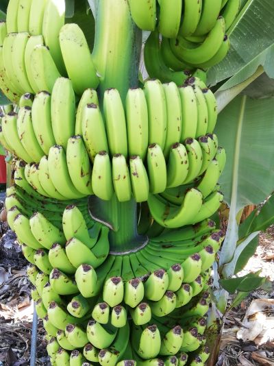 バナナの木