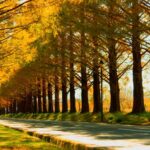 滋賀県の琵琶湖周辺のメタセコイア並木の紅葉