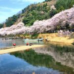 滋賀県琵琶湖周辺の海津大崎の桜