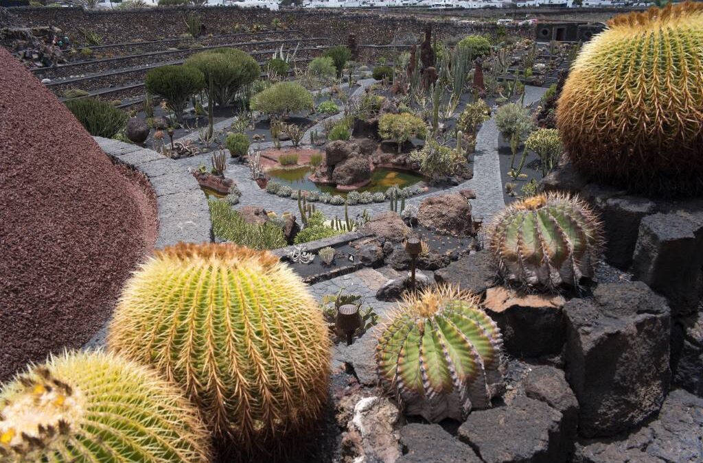 世界の珍しいサボテンが大集合！ランサローテ島のサボテン公園(Jarín de cactus)