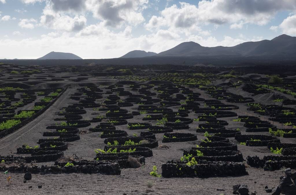 まるで火星！不思議なブドウ畑が広がるランサローテ島のラ・ヘリア地域(La Geria)