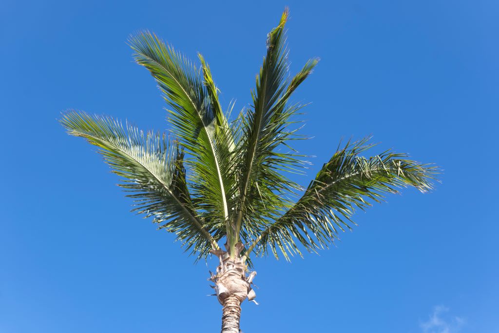ランザローテ島の晴天に上るやしの木