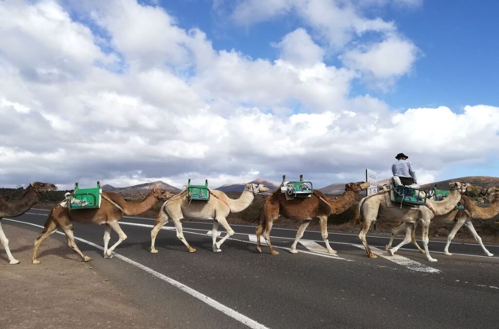 【在住者が解説】ランサローテ島観光方法５選！レンタカーかツアーがおすすめ