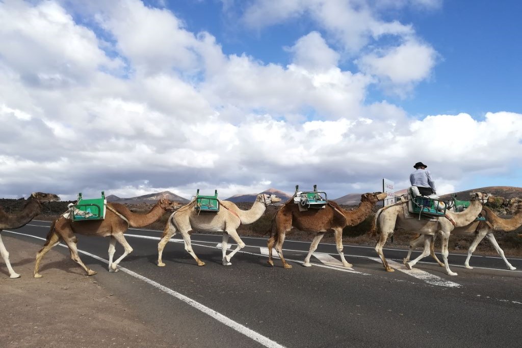 parque-nacional-de-timanfaya-dromedario-walking-lanzarote ランサローテ島を歩くラクダ