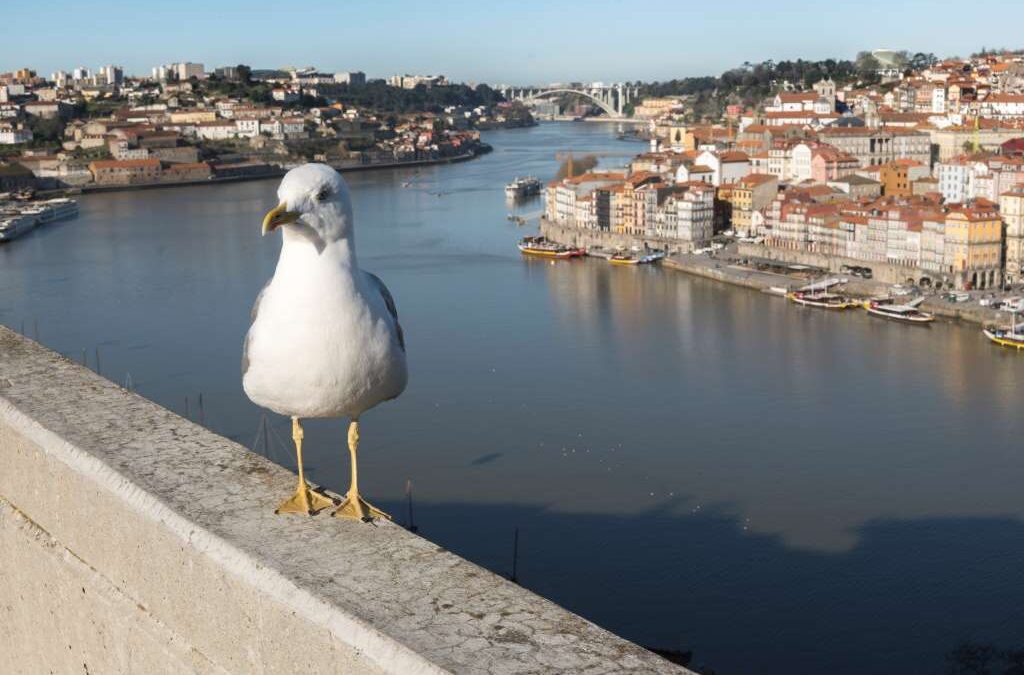 ポルト観光１日モデルコース｜アズレージョとジブリの世界感を満喫