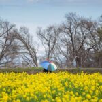 滋賀県の琵琶湖畔の第一なぎさ公園の菜の花