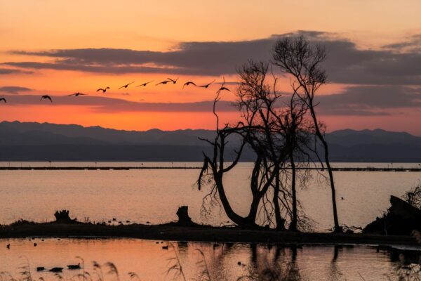 琵琶湖（滋賀県）の湖北水鳥公園のサンセット