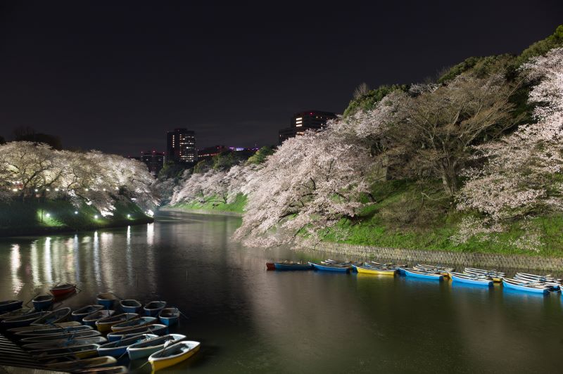東京の千鳥ヶ淵の夜桜