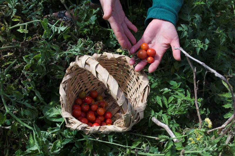 新鮮なチェリートマト